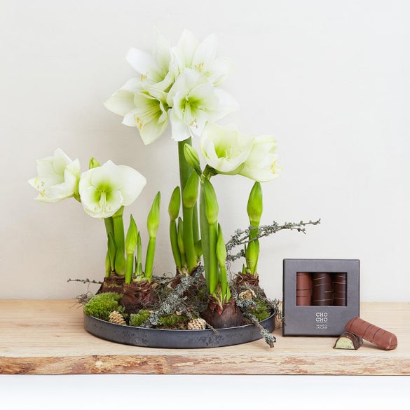 Amaryllis dekoration og CHO CHO marcipanbrød